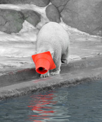 Polar bear with toy