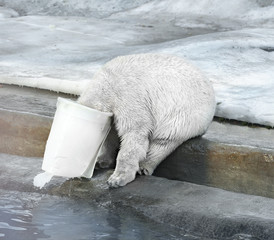 Young polar bear with plastic bucket on his head