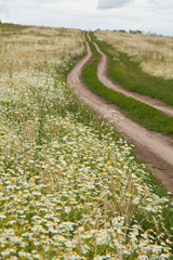 The road among the daisies