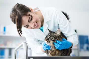 Foto op Plexiglas Veterinarian examining a cat © StockPhotoPro