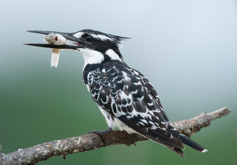 Pied kingfisher with fish in the beak, clean background, Kenya, Africa