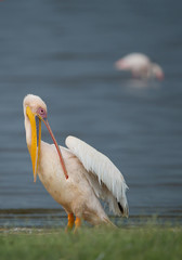 White pelican cleaning his feathers on the bank of the lake, with one silhouete of flamingo in background, Kenya, Africa