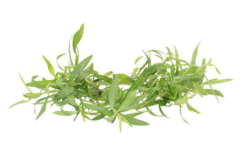 Tarragon herbs close up isolated on white