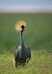 Grey crowned crane with clean green background, Kenya, Africa