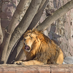 Asiatic lion (Panthera leo persica), also known as Indian lion or Persian lion