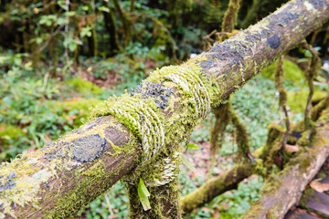 Moss around the wooden walkway in rain forest bridge in to the j