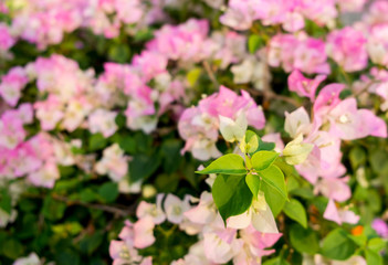 Fototapeta na wymiar Colorful of flower, bougainvillea flower with leaf