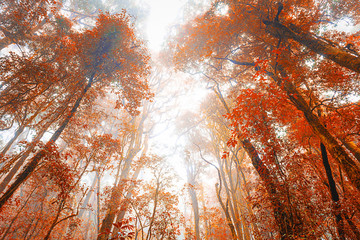 forest trees in autumn, nature green wood sunlight backgrounds, doi inthanon national park in chaing mai, thailand
