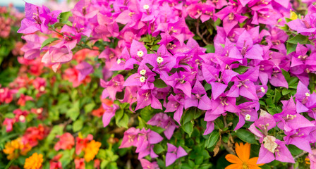 Fototapeta premium Colorful of flower, bougainvillea flower with leaf
