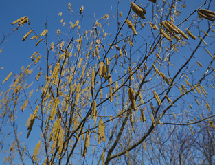Hazel buds