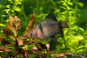 Male Black Ruby Barb