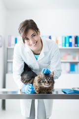 Veterinarian examining a cat on the surgical table