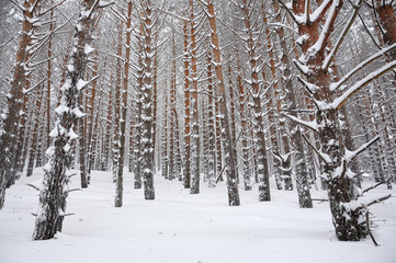 Fototapeta premium Bosque de invierno