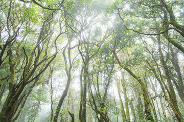forest trees, nature green wood sunlight backgrounds, doi inthanon national park in chaing mai, thailand