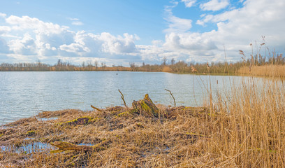Shore of a lake in sunlight in winter