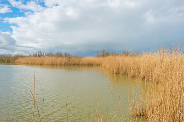 Shore of a lake in sunlight in winter