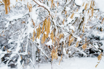 blühende Haselnusssträucher im Winter