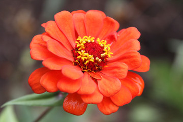 Orange Zinnia Flower