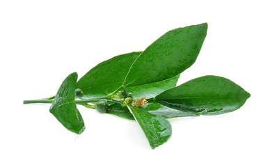 Citrus leaves with wet isolated on white background