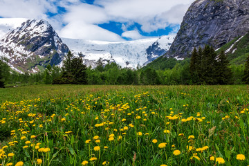 Fototapeta premium Yellow flower fields with mountain and blue sky background