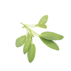 Obraz premium Sage plant on a white background