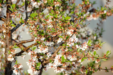 blooming spring flowers