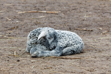 Fototapeta premium Little lamb sleeping young