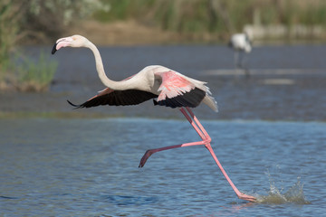 Fototapeta premium Running flamingo, Camargue, France