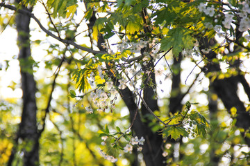 blooming spring flowers - apple tree