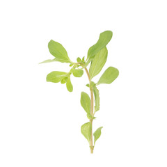 Fototapeta premium fresh Oregano herb on white background