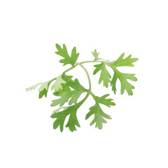 Green coriander leaves close-up on white