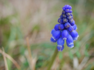 muscari