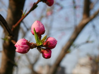 Peach flower bud
