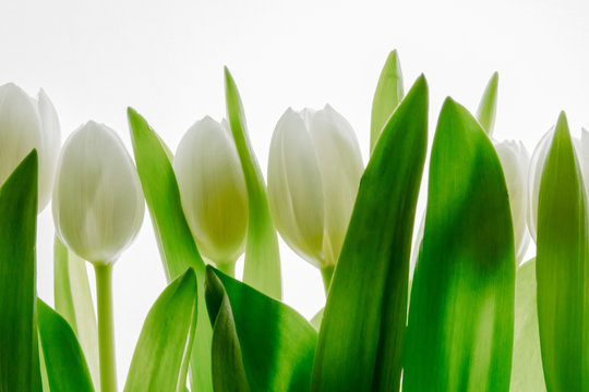 Fototapeta białe tulipany na białym tle 