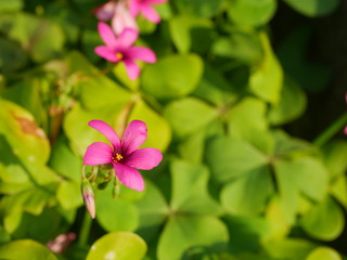 Purple oxalis