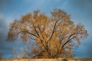 Single autumn tree against cloudy sky