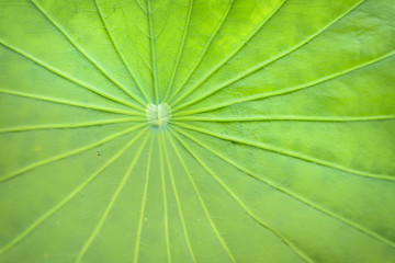 Lotus leaf texture