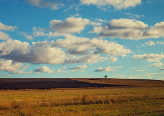 Fototapeta na wymiar Arable field with cloudy sky and alone tree on background