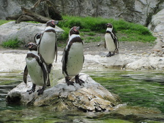 Penguins