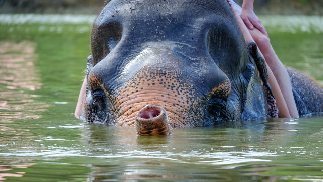 Elephant swims in a lake with tourists on his back uses his snout to breathe