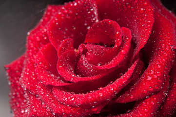 Red rose with drops