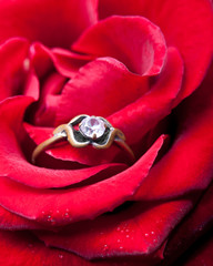 Red rose with an old family ring 