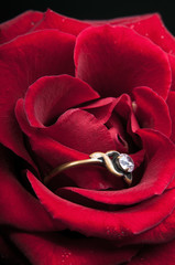 Red rose with an old family ring 