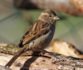 House Sparrow (Passer domesticus)