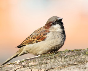House Sparrow (Passer domesticus)