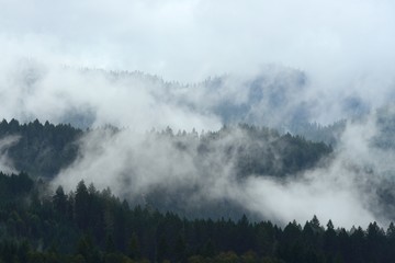 Fog cover the forest in the mountains. Misty forest view near Swift Reservoir. USA Pacific Northwest, Washington.
