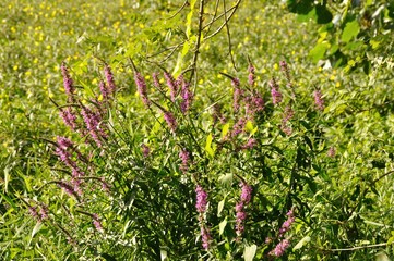 purple-loosestrife