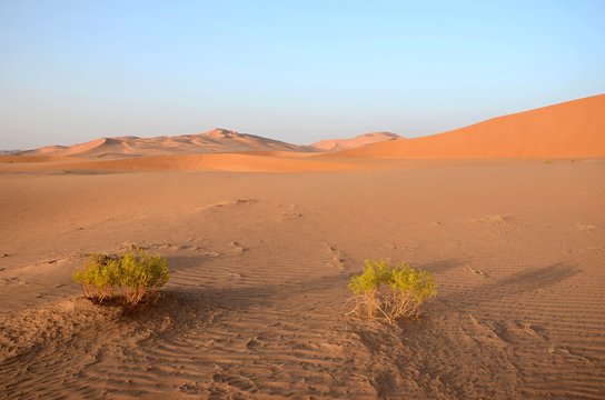 Two green bushes in foreground and sand dunes in background