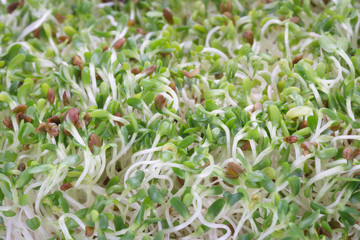 Sprouted alfalfa seeds on a white background