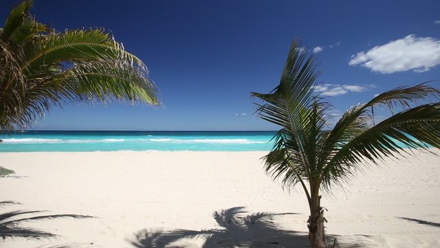 Tropical beach with coconut palm tree and white sand on caribbean coastline
